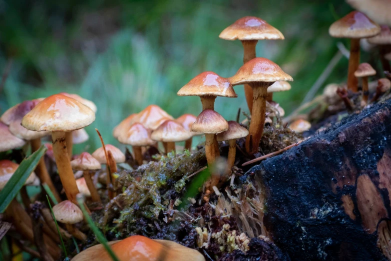 small group of mushrooms in a very close up picture