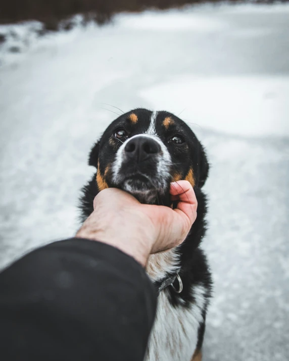 a dog is being held by its owner outside