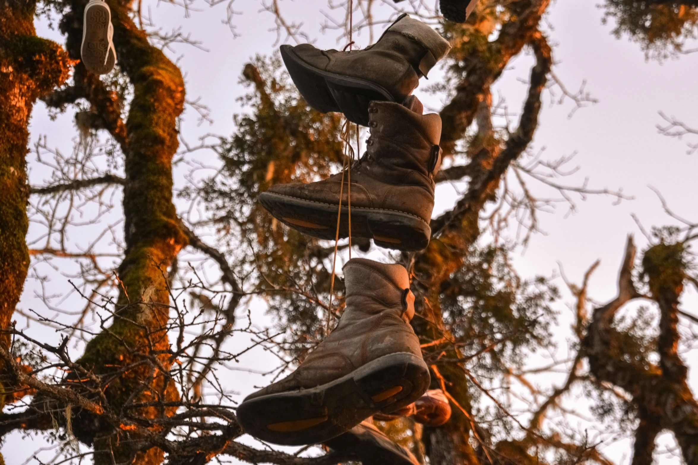 many shoes hang from the top of a tree