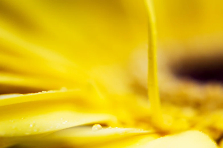 a yellow flower with drops of dew coming from it