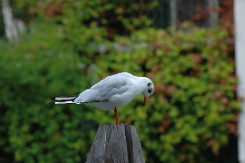 a bird with red legs perched on a wooden post