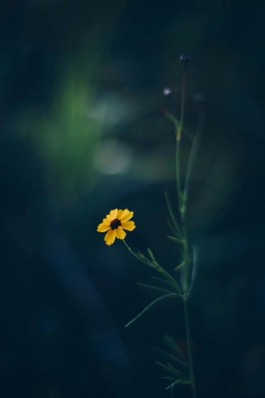 a single yellow flower with a stem in the background