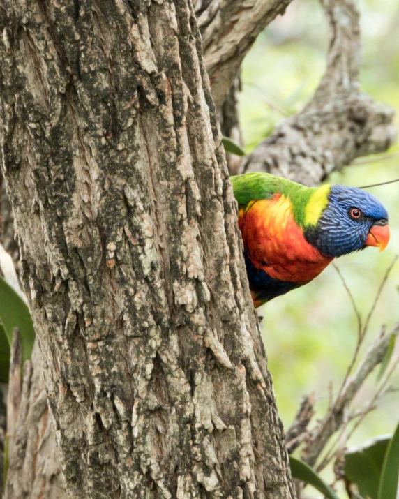 colorful parrot climbing up the side of a tree