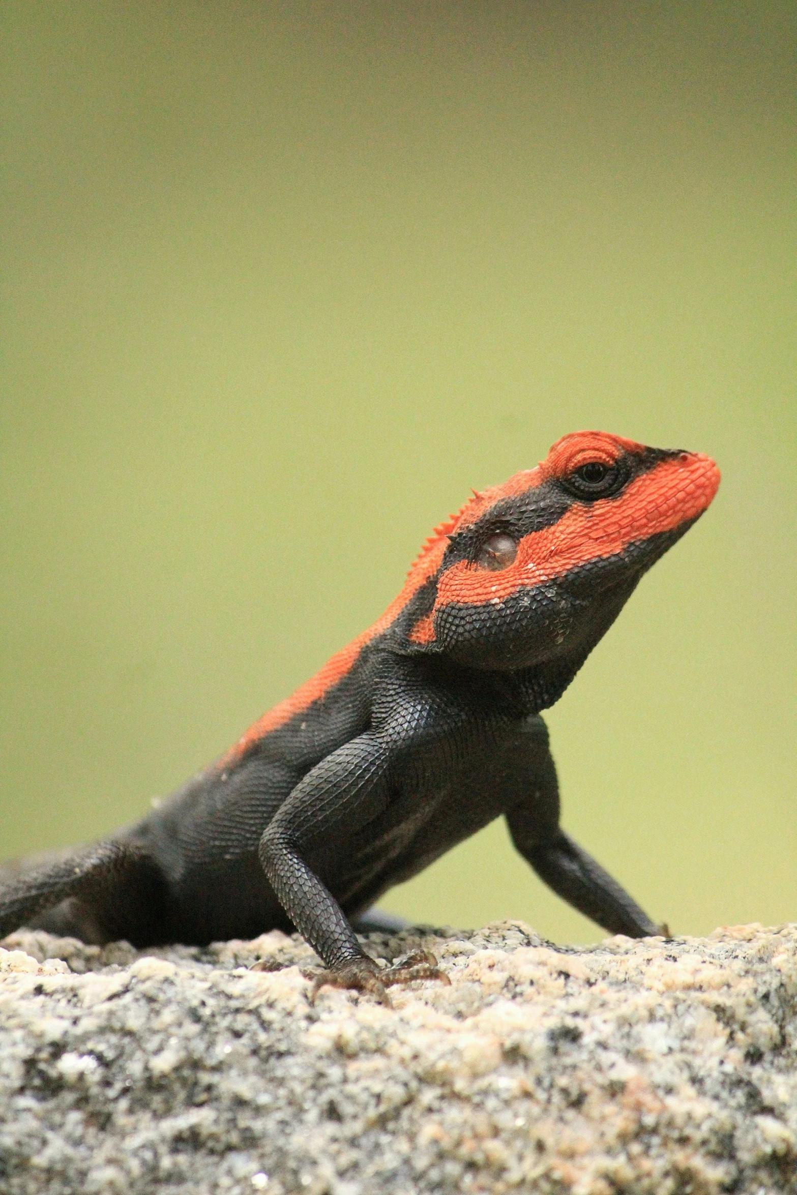 a small black and orange lizard sitting on a rock