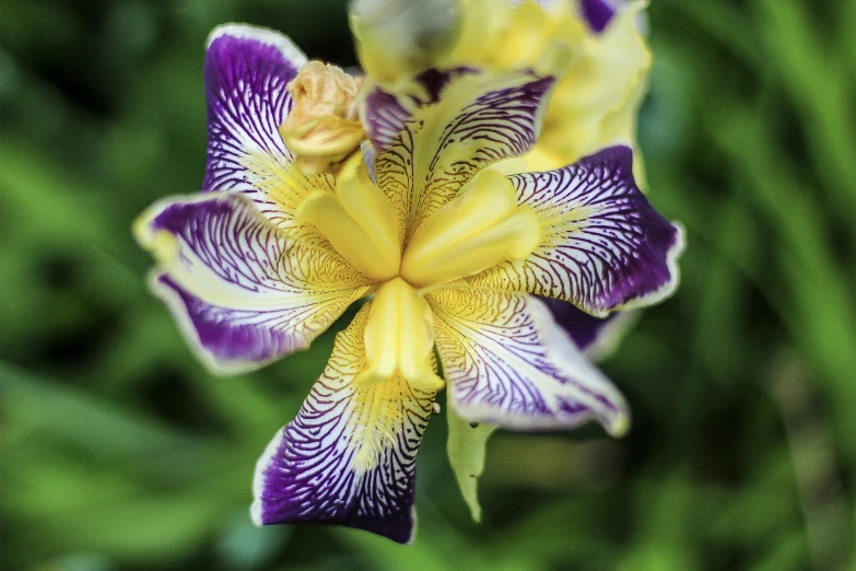 the top view of a purple and white flower