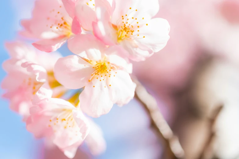 pink flowers against blue sky with small tiny bubbles