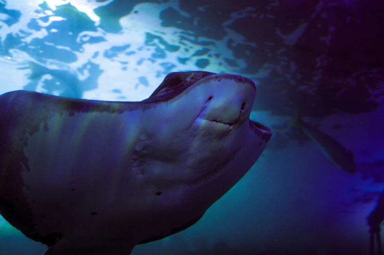 an underwater s of the back end of a fish