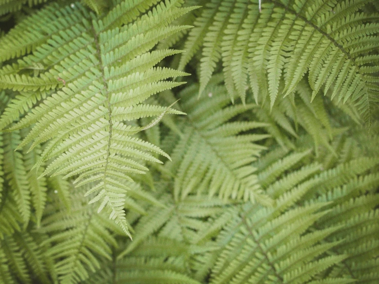 a plant that is close up and looking very green