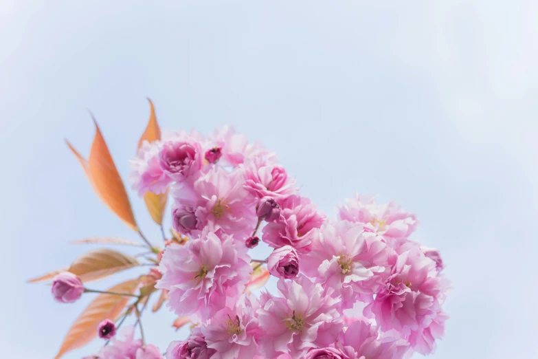 flowers against the blue sky with one large bird