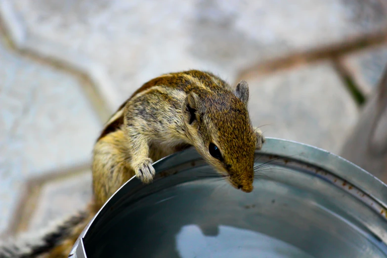 a small chipper sits on a bucket