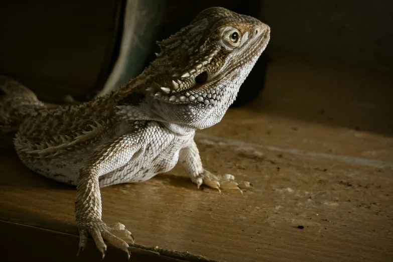 a large lizard sitting on the ground next to a window