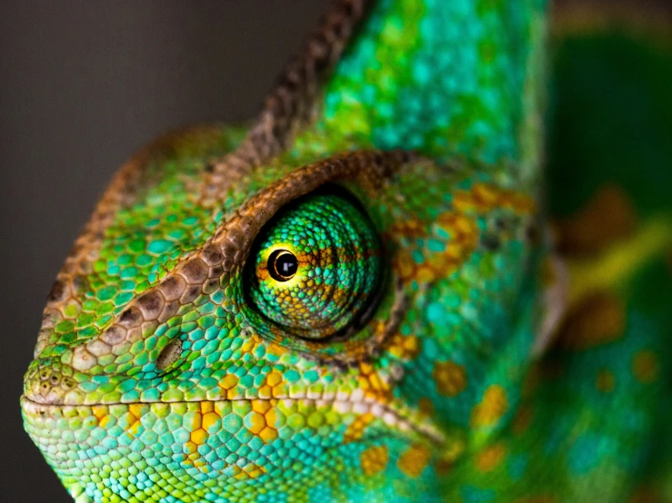 green and brown colored lizards eye looking straight ahead