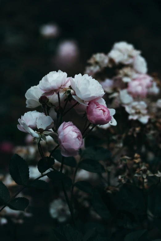 some very pretty pink and white flowers with dark foliage