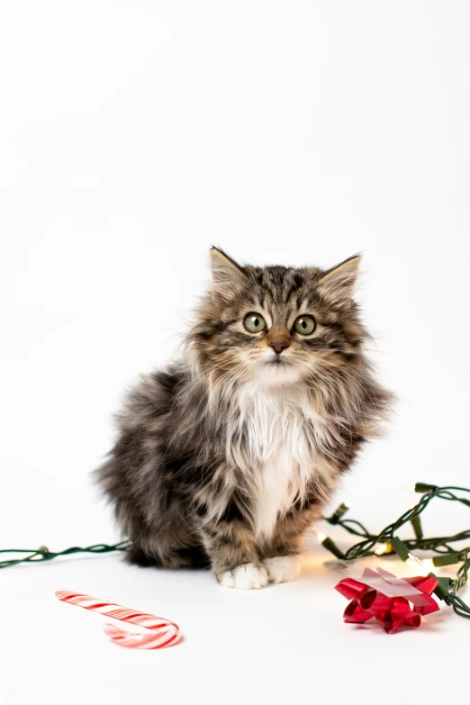 a fluffy kitten sitting next to a red and white christmas decoration