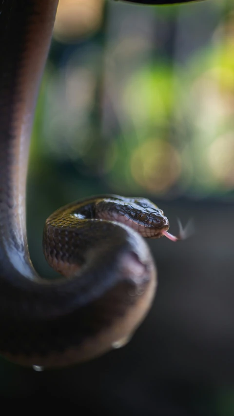 a closeup view of a very large snake's head and neck