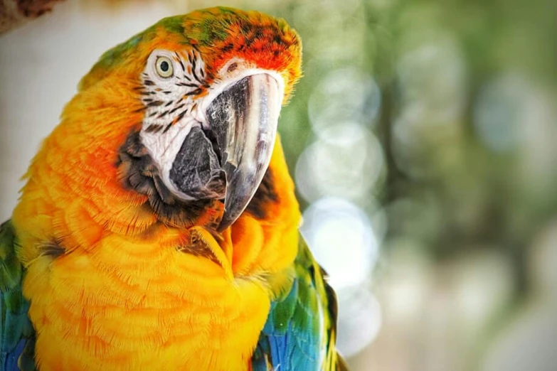 closeup of a colorful bird perched on a wall