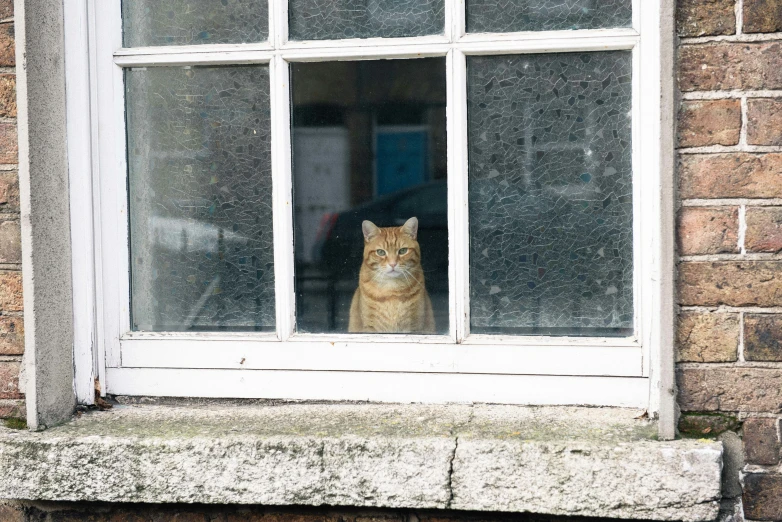 a cat sitting behind an open window looking out