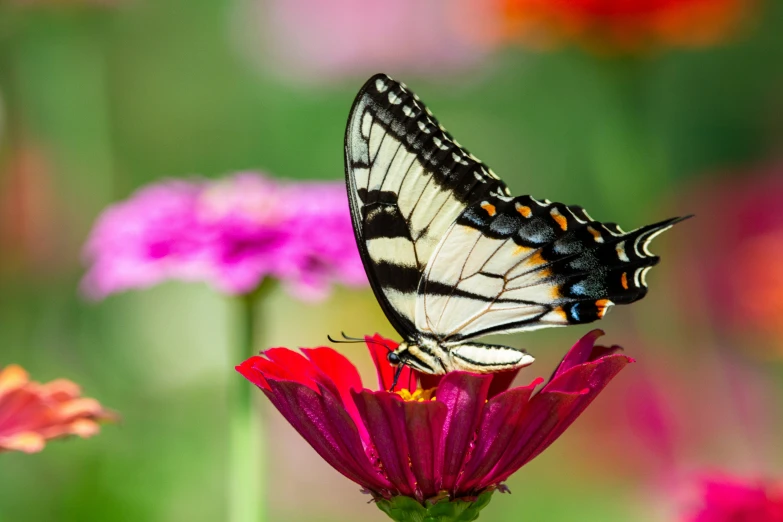 an orange erfly is perched on a flower