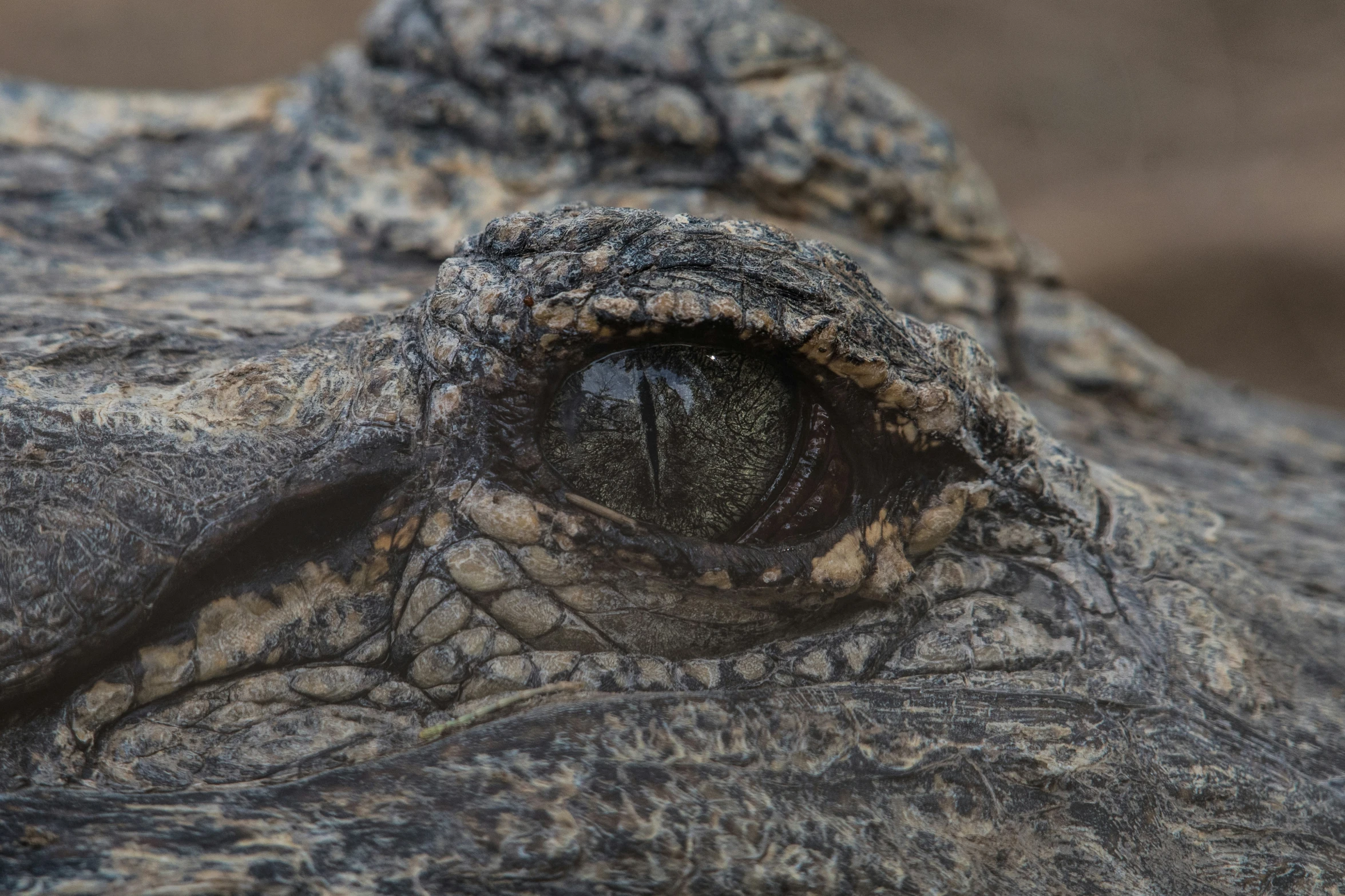 a close up image of an alligator's eye