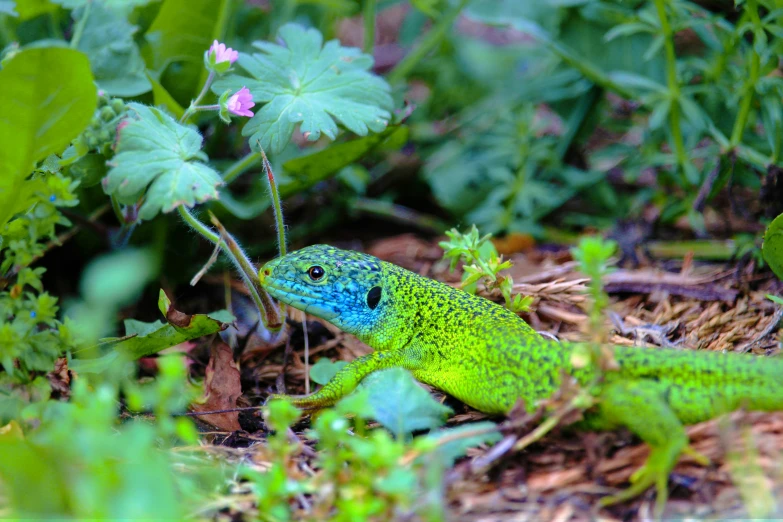 a green and blue lizard near flowers and plants