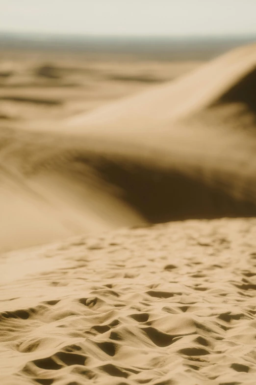 a brown and white po of the desert