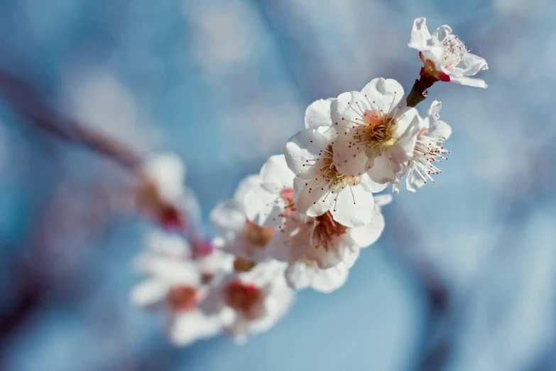 some very pretty flowers in the middle of a bush