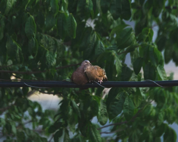 there is a brown bird perched on the wires