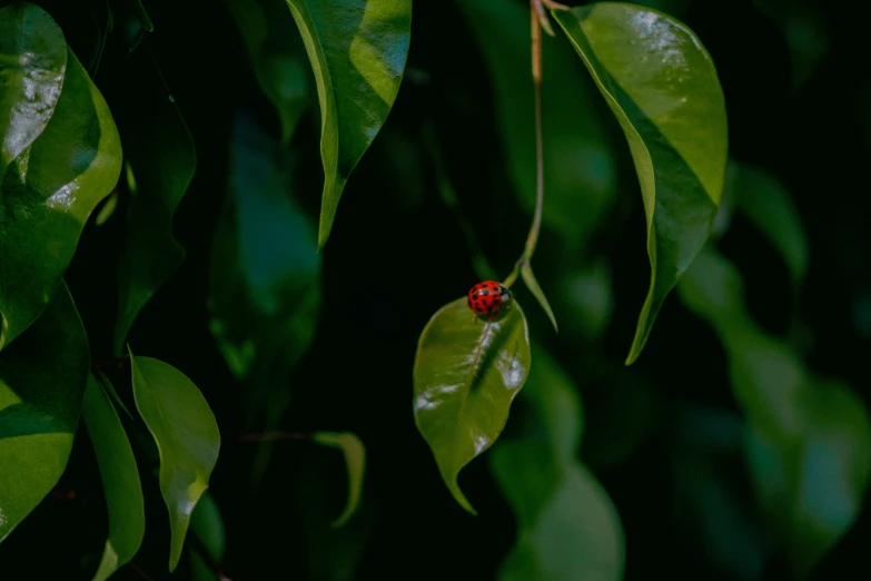 a red berry hangs from a tree nch