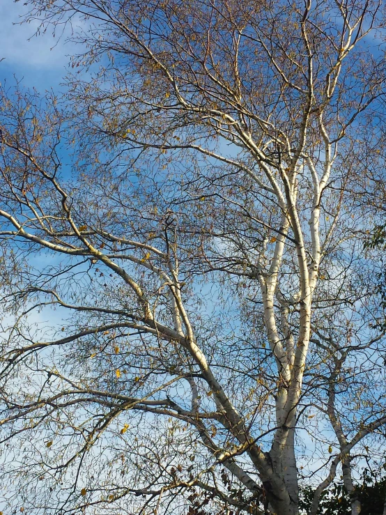 a close up of a tree with leaves without a leafless nch