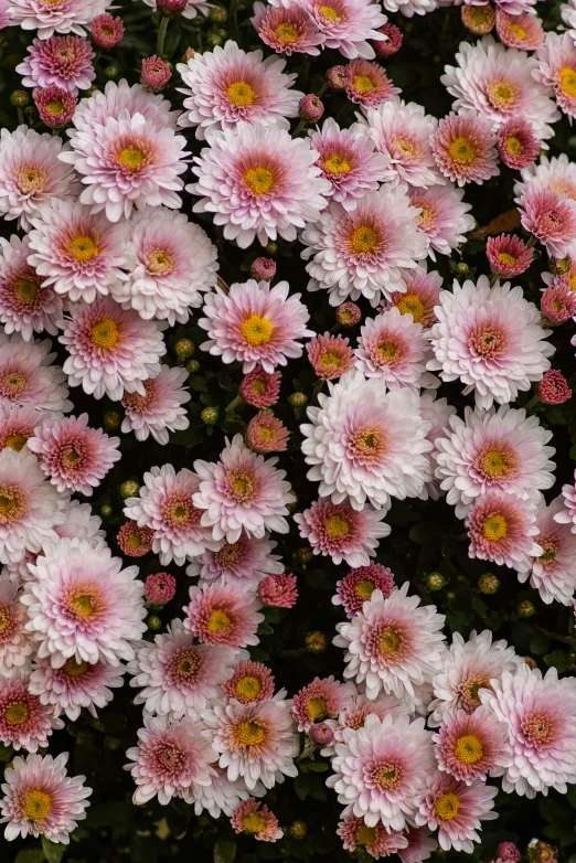 some pink flowers are in a bush for the camera