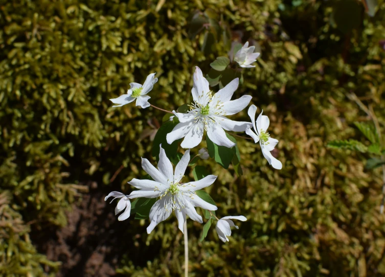 a picture of a flower with large white flowers