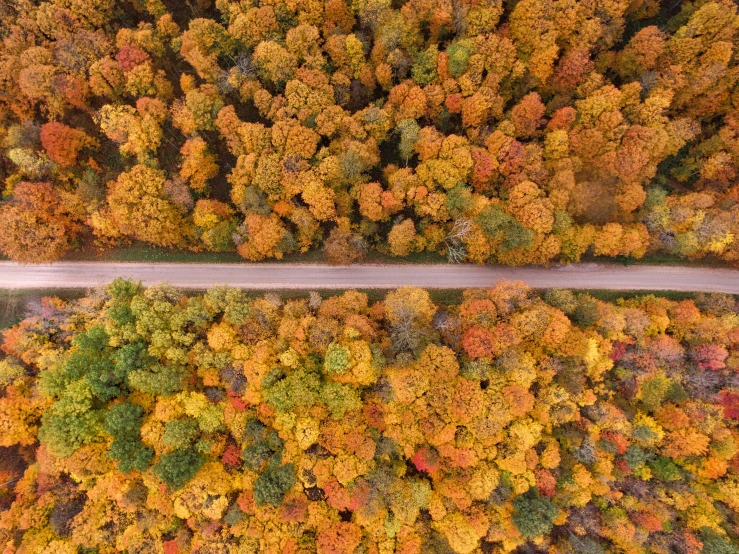 an aerial view looking down at many trees and a road in the woods