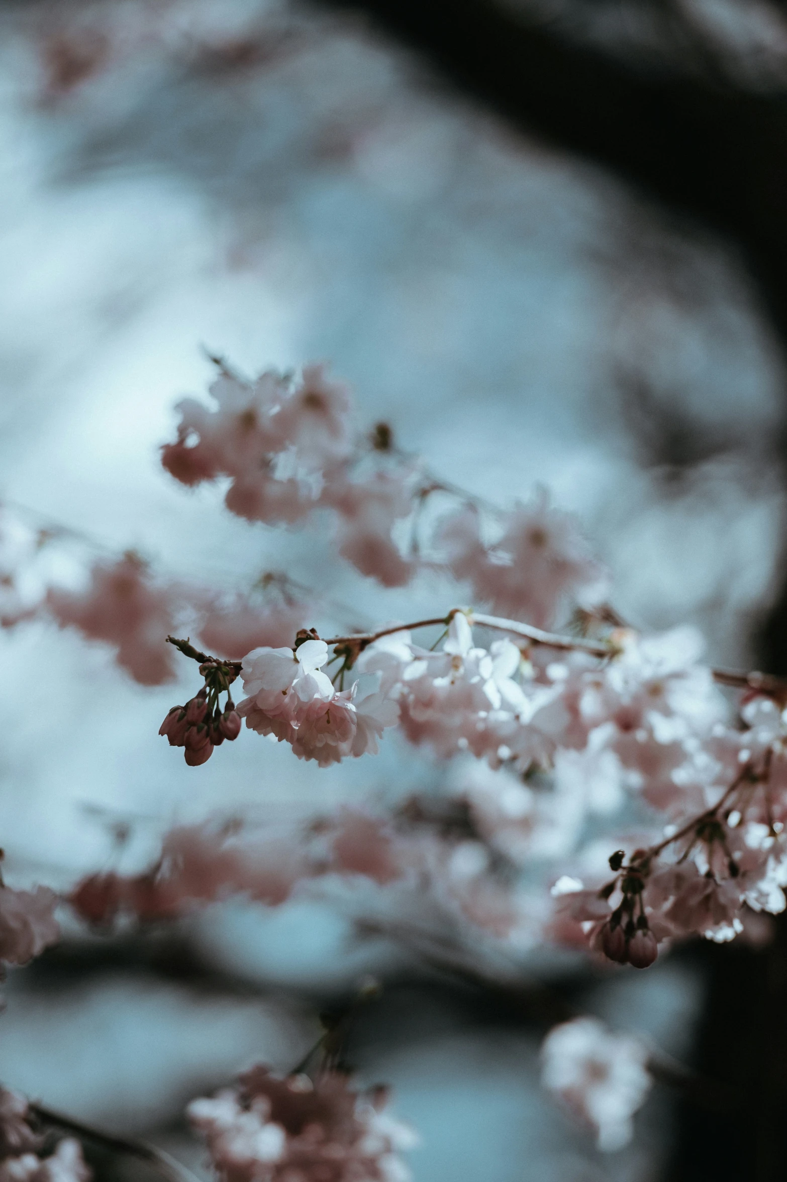 a bird flies up through a flowering tree