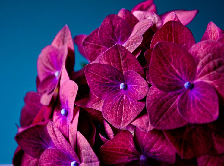 purple and green leaves against a blue background