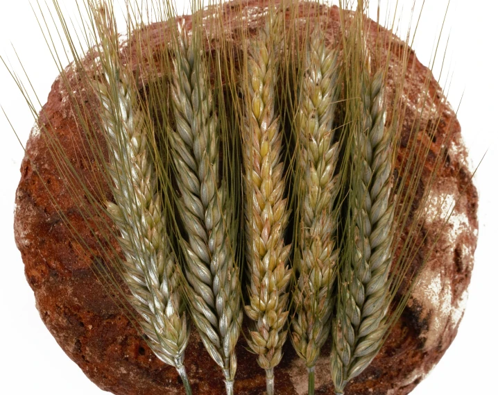 four oats that are stuck into a stone