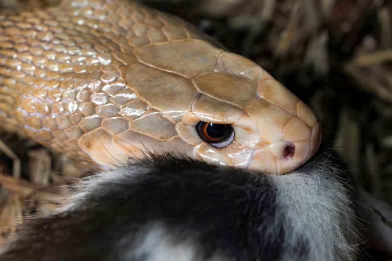 a close - up po of an african co, including the black and white head