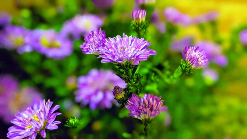 purple flowers growing on the side of a road