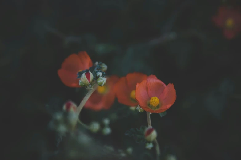 red flowers that are growing on some kind of stem