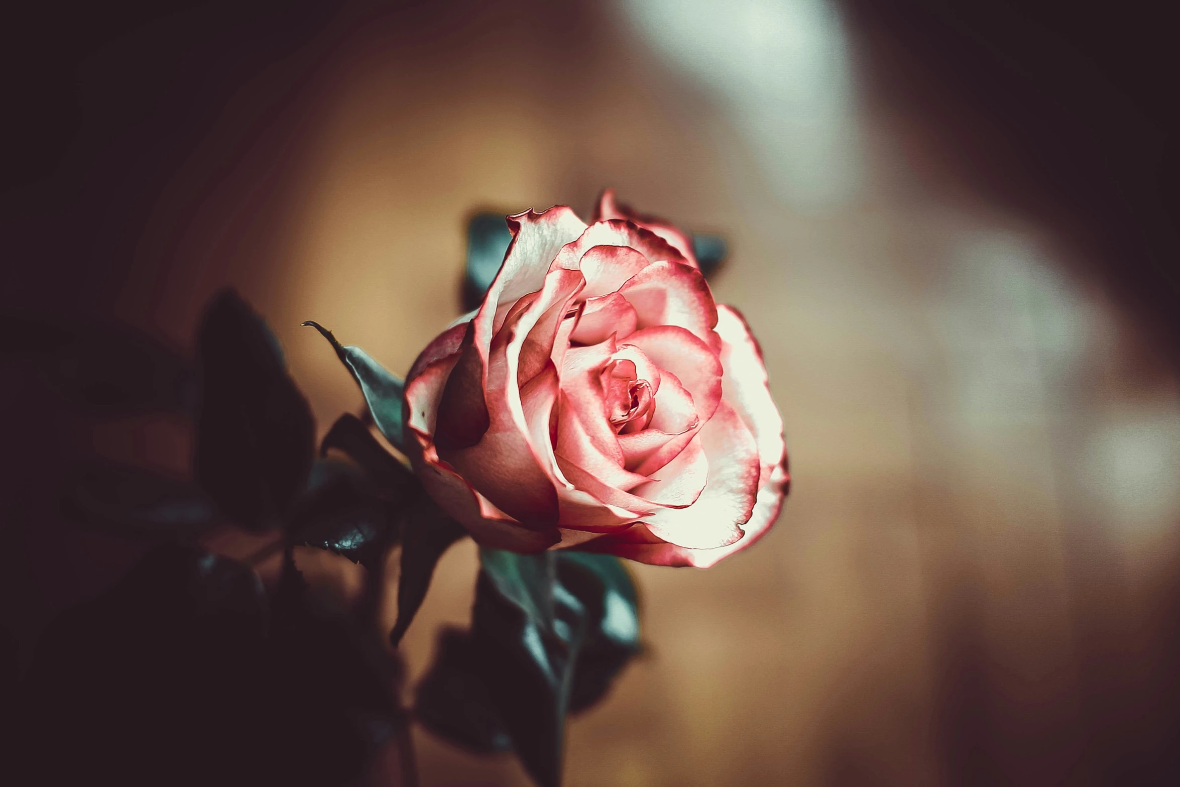 the rose is laying on top of the table