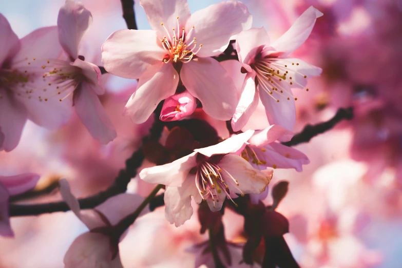 pink flowers are blooming on an apple tree