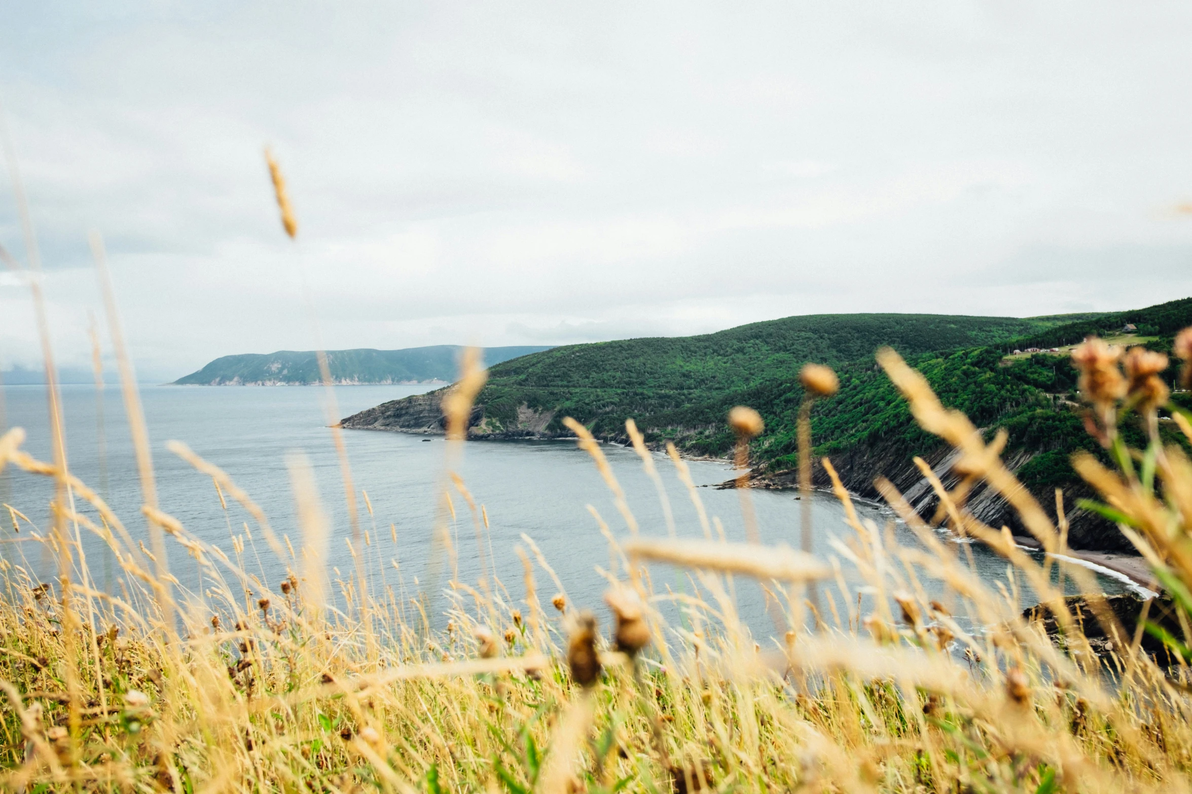 grass in foreground with view of ocean on far bank