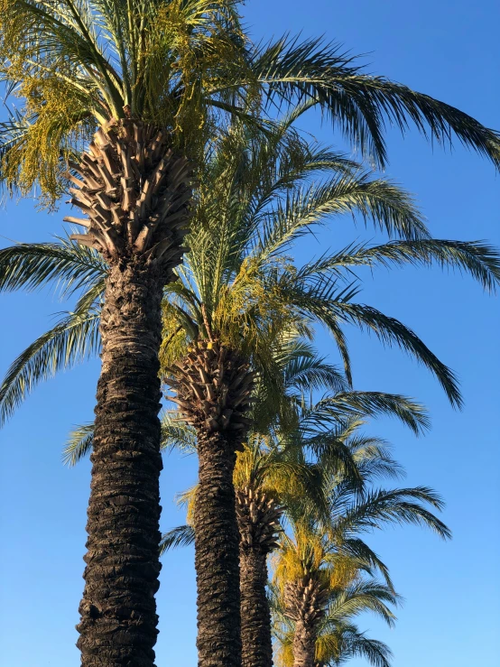 palm trees near the water under a blue sky