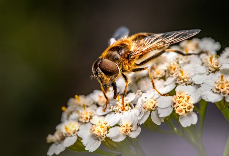 the small bee is on the flower