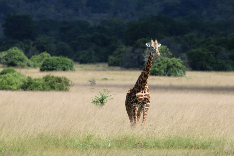 a couple of giraffe standing on a dry grass field