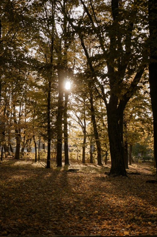 sunlight shines through trees in the fall