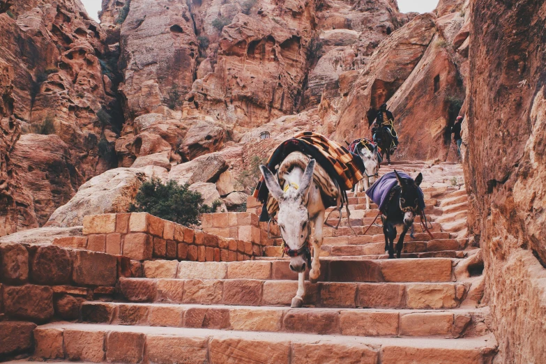 a horse is pulling a saddle down some stairs