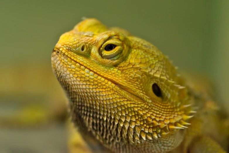 an orange colored lizard has one eye open