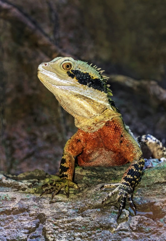 a brown and black lizard standing on a rock