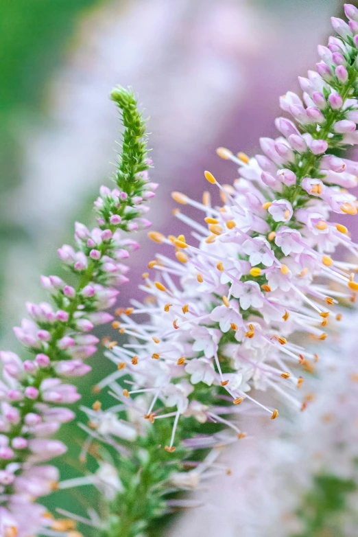 purple and white flowers blooming close to the ground