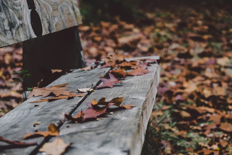 a bench that has fallen leaves on it